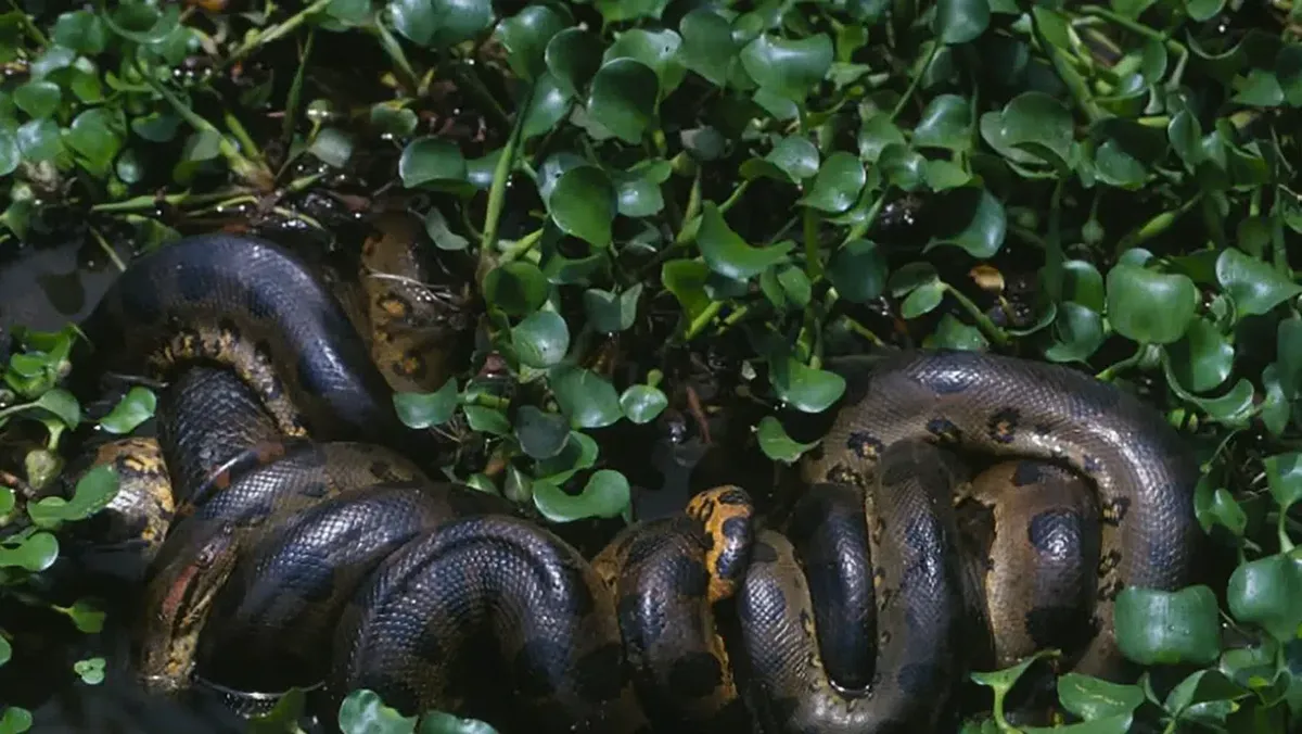 Misteri Kematian Anakonda Raksasa di Amazon: Ditembak atau Alami?